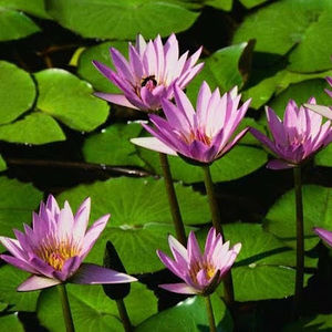 Meet your Posher, Naomi